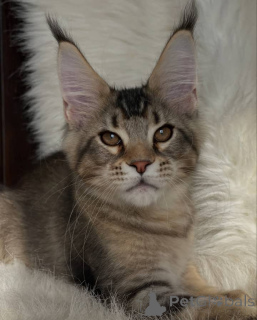 Photo №3. Maine coon. United Kingdom