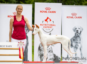 Photo №4. I will sell ibizan hound in the city of Vilnius. breeder - price - 2008$