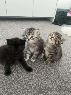 Photo №1. maine coon - for sale in the city of Garding | Is free | Announcement № 145305