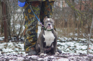 Photo №2 to announcement № 4640 for the sale of american bully - buy in Russian Federation from nursery