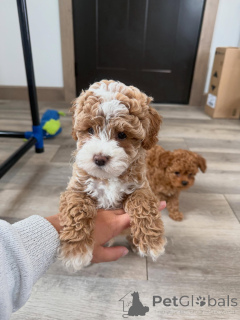 Photo №3. Well Socialized Cavapoo Puppies Ready for New Homes. Germany