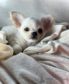 Additional photos: CHIHUAHUA PUPPY