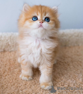 Photo №2 to announcement № 98204 for the sale of persian cat - buy in United States private announcement