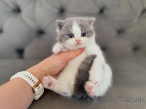 Photo №2 to announcement № 172850 for the sale of british shorthair - buy in Ireland private announcement