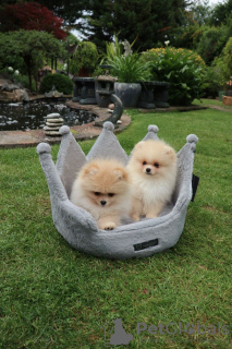 Photo №2 to announcement № 11285 for the sale of pomeranian - buy in United Kingdom private announcement