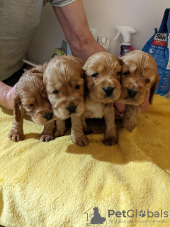 Photo №2 to announcement № 123486 for the sale of american cocker spaniel - buy in Finland private announcement, breeder