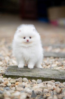 Photo №1. pomeranian - for sale in the city of Antwerp | negotiated | Announcement № 169760