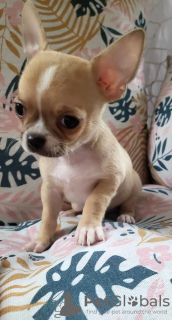 Photo №2 to announcement № 101283 for the sale of chihuahua - buy in Serbia breeder
