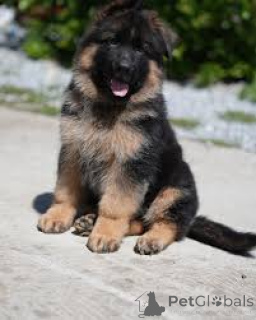 Photo №1. german shepherd - for sale in the city of BELFAST | 1032$ | Announcement № 166111