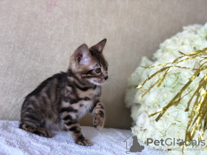 Additional photos: bengal girl in breeding