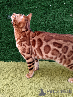 Photo №2 to announcement № 150612 for the sale of bengal cat - buy in Russian Federation from nursery, breeder