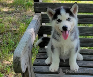 Photo №1. siberian husky - for sale in the city of Arrondisman de Brussels Capital | negotiated | Announcement № 154910