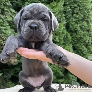 Photo №2 to announcement № 75136 for the sale of cane corso - buy in Seychelles private announcement