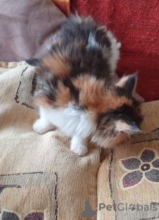 Photo №2 to announcement № 168488 for the sale of maine coon - buy in Sweden private announcement, breeder