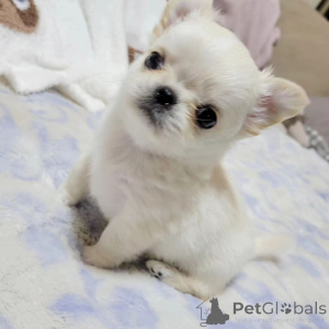 Photo №1. yorkshire terrier - for sale in the city of Alabama | negotiated | Announcement № 163961