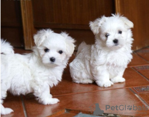 Photo №1. maltese dog - for sale in the city of Валенсия | negotiated | Announcement № 83076