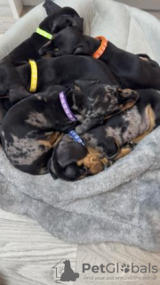 Additional photos: Short hair Mini dachshunds (sausages) gorgeous puppies