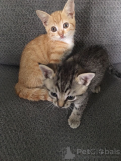 Photo №1. scottish fold - for sale in the city of Melbourne | 280$ | Announcement № 125013