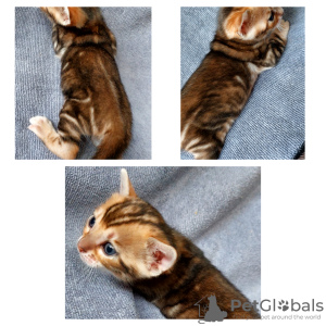 Photo №4. I will sell bengal cat in the city of Grodno. private announcement - price - negotiated