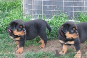 Photo №1. rottweiler - for sale in the city of Bucharest | 370$ | Announcement № 125735