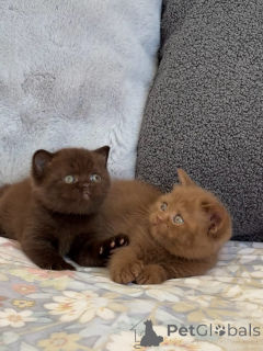 Photo №2 to announcement № 175233 for the sale of british shorthair - buy in Austria breeder