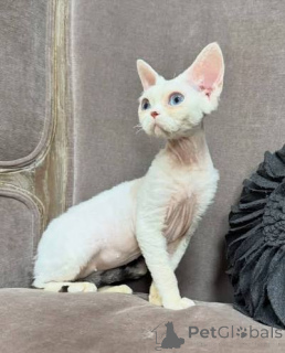 Photo №2 to announcement № 173268 for the sale of cornish rex - buy in Luxembourg private announcement, breeder