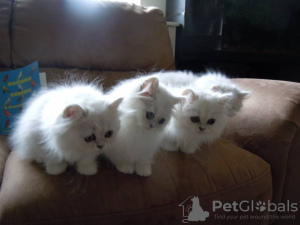 Photo №2 to announcement № 13804 for the sale of persian cat - buy in Sweden private announcement