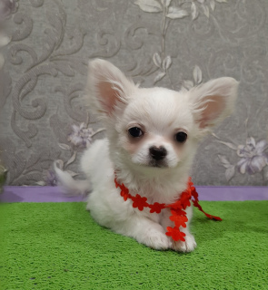 Photo №2 to announcement № 5388 for the sale of chihuahua - buy in Russian Federation breeder