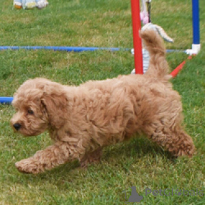 Photo №4. I will sell golden retriever in the city of Dusseldorf. private announcement - price - 619$