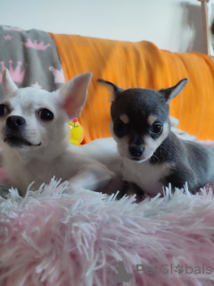 Photo №4. I will sell chihuahua in the city of Nuremberg. private announcement - price - 1691$