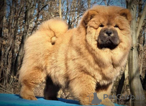 Additional photos: Chow Chow dogs for sale