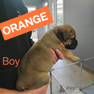 Photo №3. Dogue de Bordeaux / Presa canario. Australia