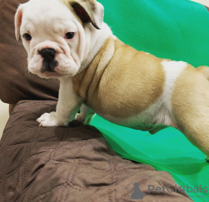 Photo №3. British Bulldog puppies for sale. Australia