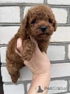 Photo №3. Toy poodle/teacup puppies. Ukraine