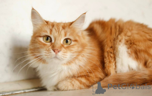 Photo №1.  - for sale in the city of Khimki | Is free | Announcement № 165152