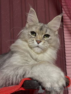 Photo №3. Maine coon. United Kingdom