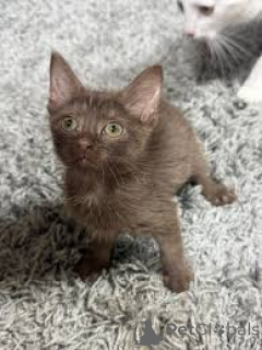 Photo №2 to announcement № 165936 for the sale of havana brown - buy in France private announcement, breeder