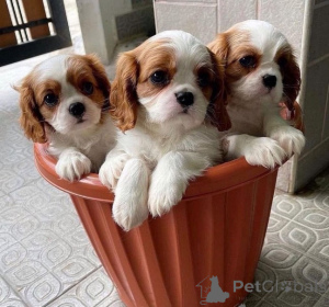 Photo №1. cavalier king charles spaniel - for sale in the city of Vilnius | negotiated | Announcement № 162942