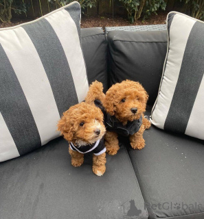 Photo №2 to announcement № 138816 for the sale of non-pedigree dogs - buy in Germany from nursery, breeder