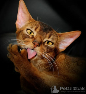 Additional photos: Abyssinian kittens