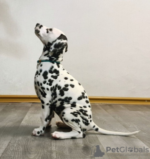 Photo №3. Dalmatian puppy with pedigree and parents champions https // obyava.ua / ru /. Ukraine