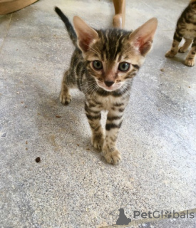 Photo №1. bengal cat - for sale in the city of Berlin | 371$ | Announcement № 109228