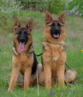 Photo №1. german shepherd - for sale in the city of Berlin | 634$ | Announcement № 111543