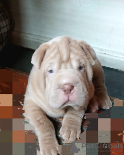 Photo №1. shar pei - for sale in the city of Tashkent | negotiated | Announcement № 58690