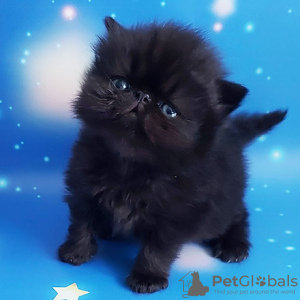 Photo №1. persian cat - for sale in the city of Lisbon | negotiated | Announcement № 84914