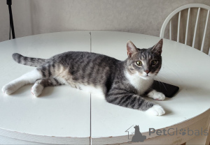 Photo №2 to announcement № 176548 for the sale of  - buy in Belarus 