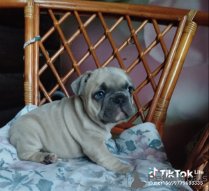 Additional photos: French bulldog