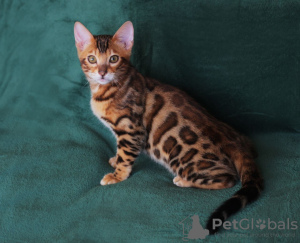 Photo №3. bengal kitten. Ukraine