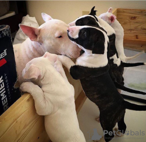Photo №1. bull terrier - for sale in the city of Dolní Morava | negotiated | Announcement № 96475