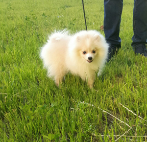 Photo №3. The boys are still waiting for the most affectionate hands, vaccinated, healthy,. Russian Federation